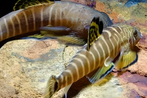 长汀拟腹吸鳅是什么鱼？