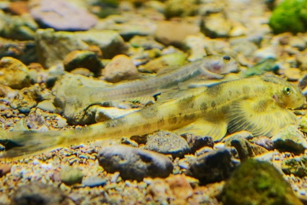 杨氏近原吸鳅是什么鱼？