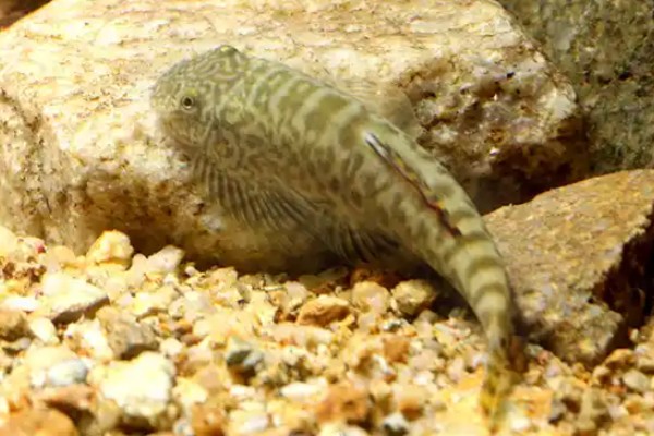 杨氏近原吸鳅是什么鱼？