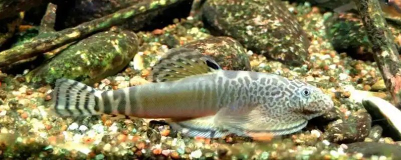 杨氏近原吸鳅是什么鱼？