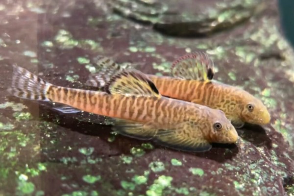 长汀拟腹吸鳅是什么鱼？