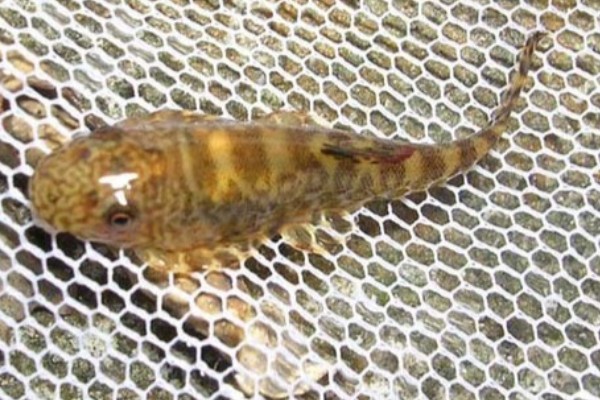 杨氏近原吸鳅是什么鱼？