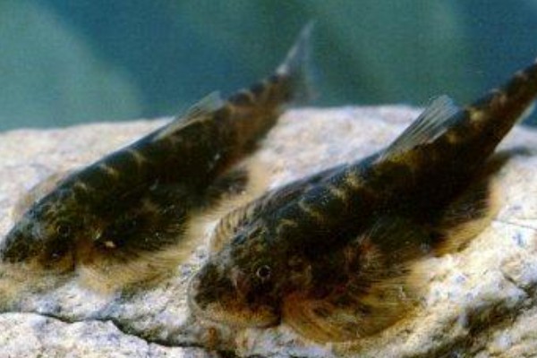 怒江间吸鳅是什么鱼？