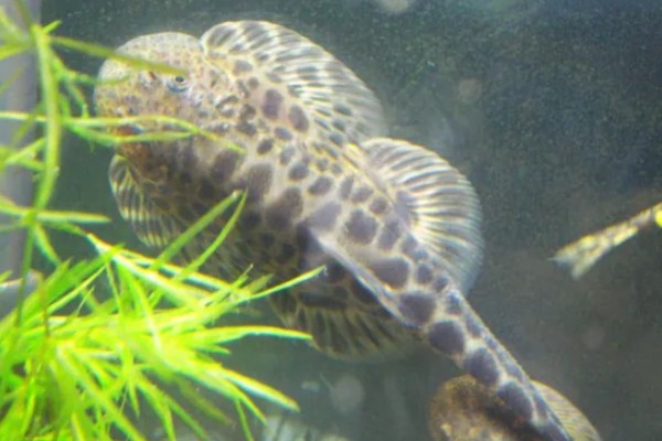 怒江间吸鳅是什么鱼？