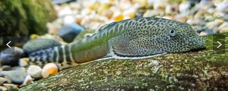 怒江间吸鳅是什么鱼？