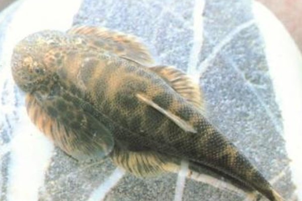 怒江间吸鳅是什么鱼？