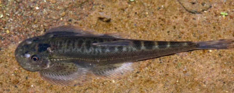 德泽华吸鳅是什么鱼？