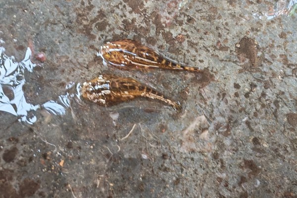 德泽华吸鳅是什么鱼？