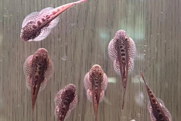 德泽华吸鳅是什么鱼？