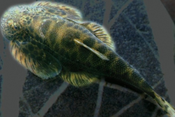 李仙江华吸鳅是什么鱼？