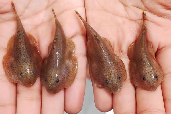 李仙江华吸鳅是什么鱼？