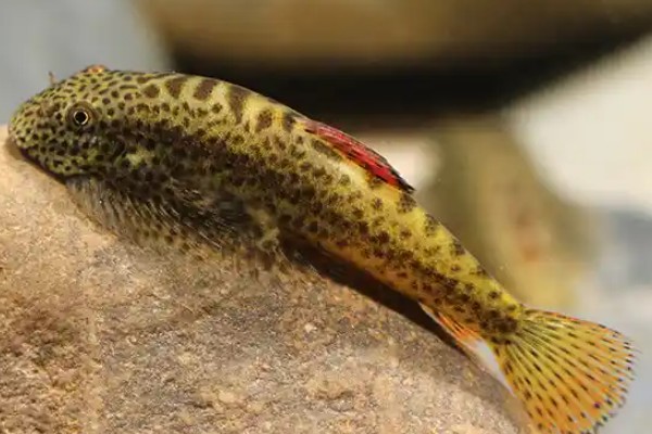 李仙江华吸鳅是什么鱼？