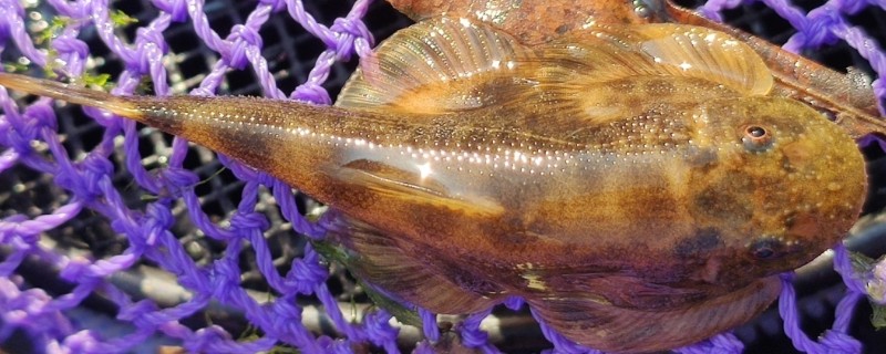 彭氏间吸鳅是什么鱼？