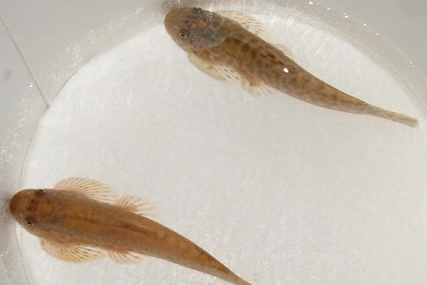 彭氏间吸鳅是什么鱼？