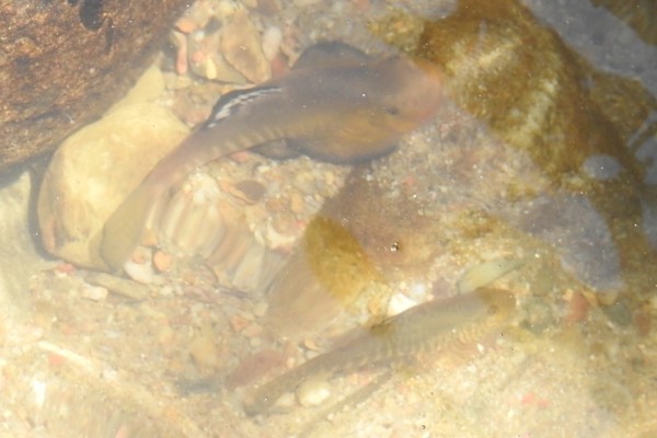 彭氏间吸鳅是什么鱼？