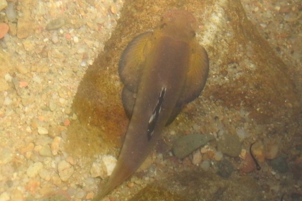 彭氏间吸鳅是什么鱼？