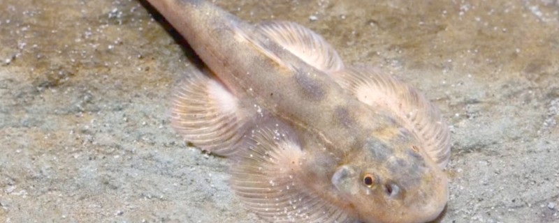 张氏间吸鳅是什么鱼?