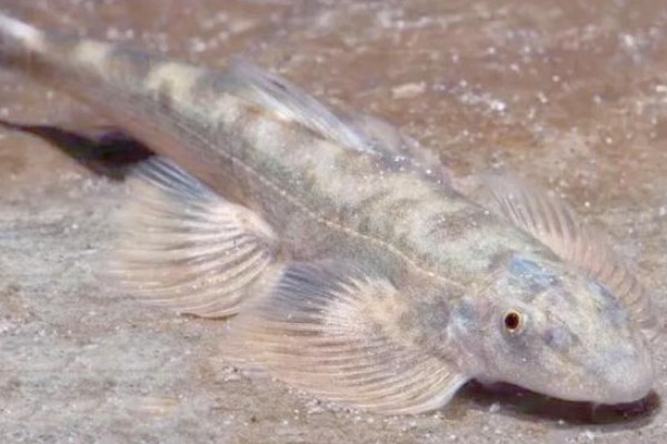 张氏间吸鳅是什么鱼?