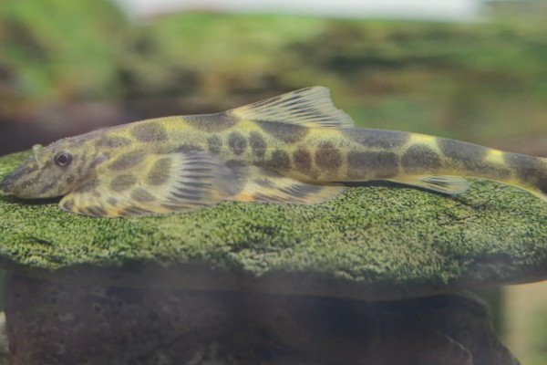 张氏间吸鳅是什么鱼?