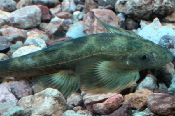 张氏间吸鳅是什么鱼?