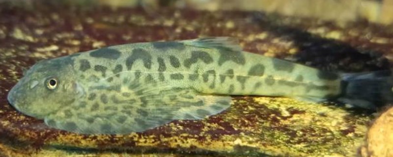 李仙江华吸鳅是什么鱼？