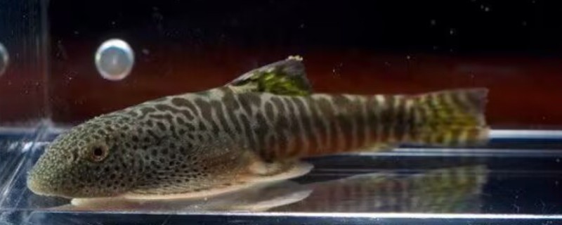 巴马似原吸鳅是什么鱼？