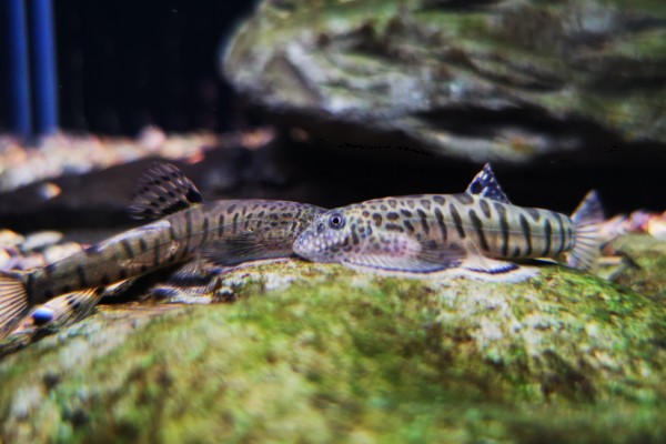 巴马似原吸鳅是什么鱼？