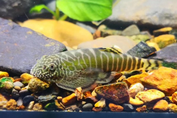 巴马似原吸鳅是什么鱼？