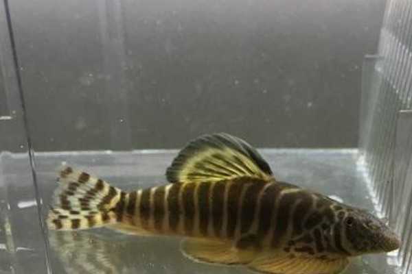 巴马似原吸鳅是什么鱼？