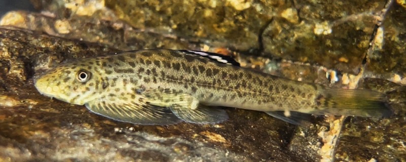 密斑拟腹吸鳅是什么鱼？