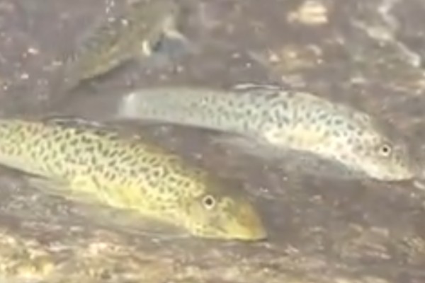 密斑拟腹吸鳅是什么鱼?