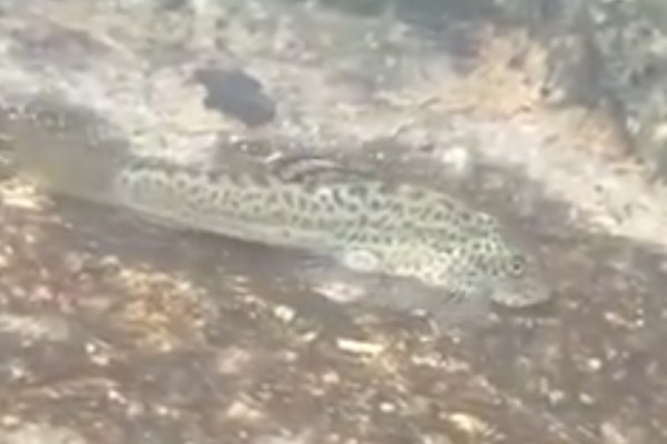 密斑拟腹吸鳅是什么鱼?