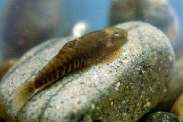 方氏拟腹吸鳅是什么鱼?