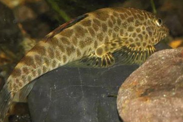 拟腹吸鳅是什么鱼?