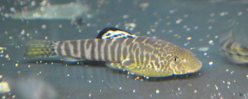 拟腹吸鳅是什么鱼？