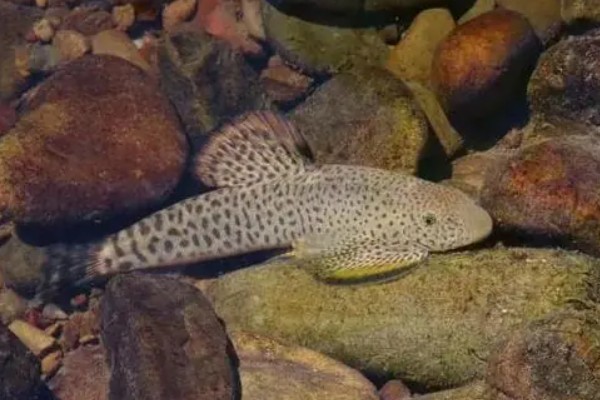 拟腹吸鳅是什么鱼?