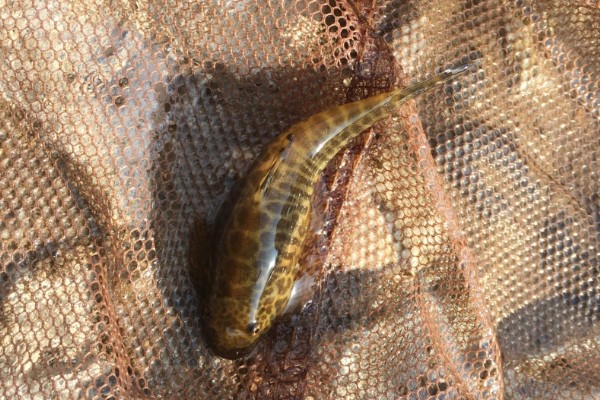 拟腹吸鳅是什么鱼?