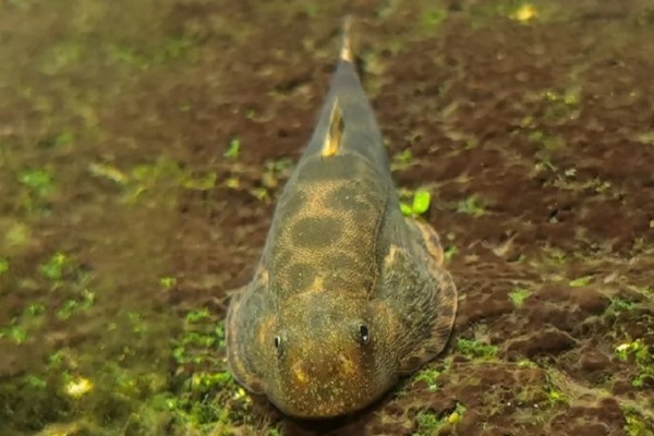 大渡河华吸鳅是什么鱼?