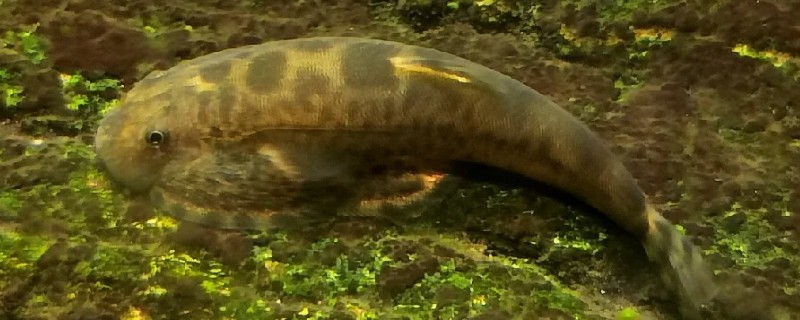 大渡河华吸鳅是什么鱼?