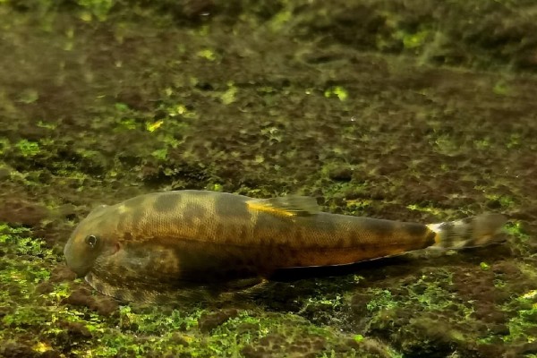 大渡河华吸鳅是什么鱼?