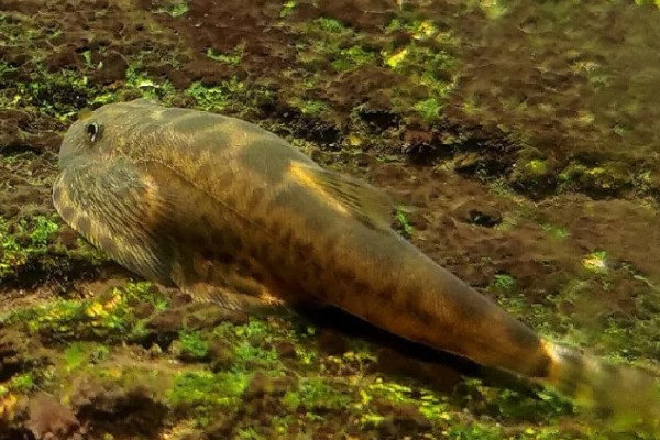 大渡河华吸鳅是什么鱼?