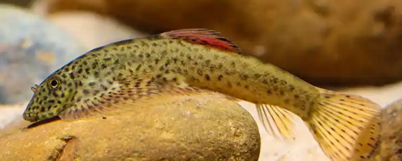 大口华吸鳅是什么鱼?