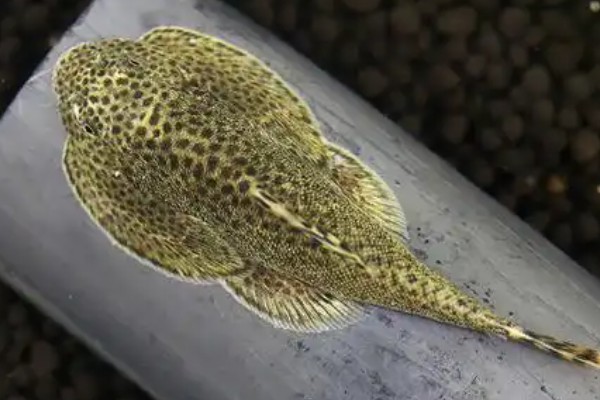 大口华吸鳅是什么鱼?