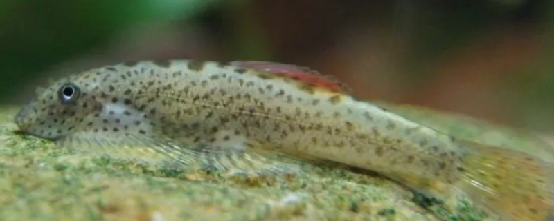 宽头拟腹吸鳅是什么鱼？