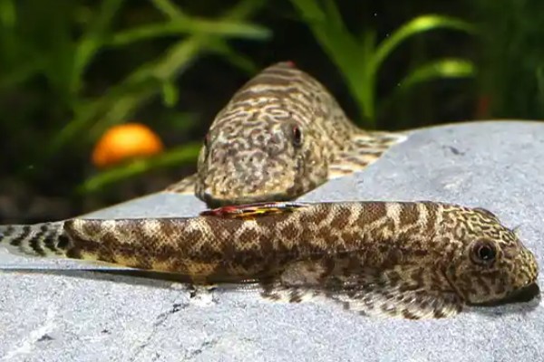 大口华吸鳅是什么鱼?