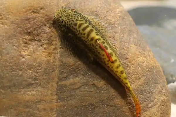 大口华吸鳅是什么鱼?