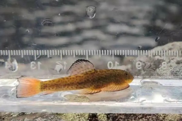 宽头拟腹吸鳅是什么鱼？