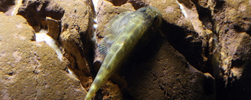 多斑华吸鳅是什么鱼?