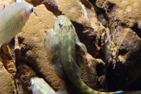 多斑华吸鳅是什么鱼?