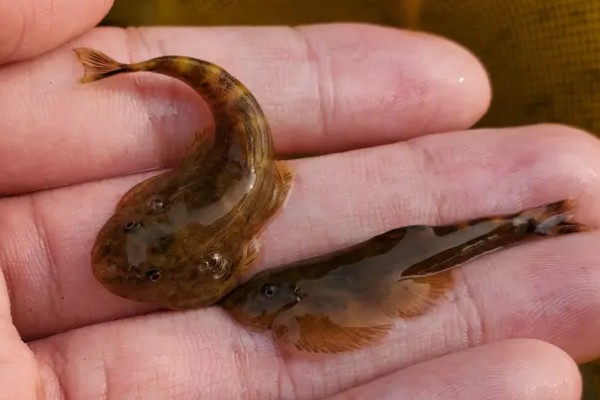 多斑华吸鳅是什么鱼?